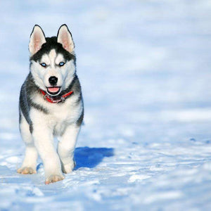 Husky Welpe Diamond Painting im Schnee