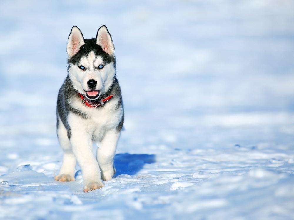 Husky Welpe Diamond Painting im Schnee