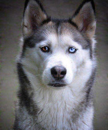 Husky Porträt Diamond Painting mit blauem Blick