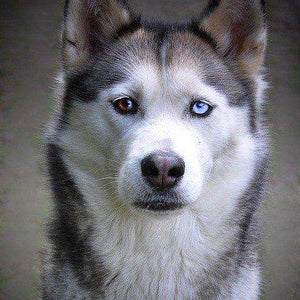 Husky Porträt Diamond Painting mit blauem Blick