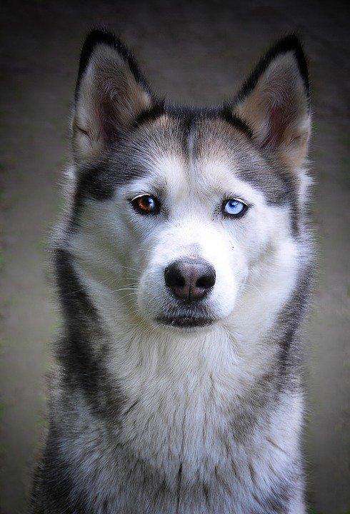 Husky Porträt Diamond Painting mit blauem Blick