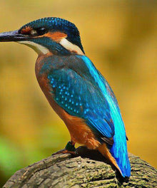 Eisvogel Tiermotiv Diamond Painting