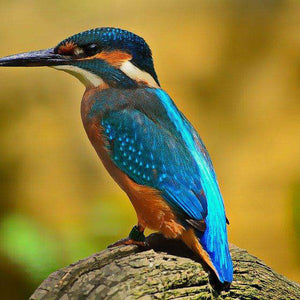 Eisvogel Tiermotiv Diamond Painting