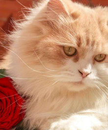 Katzenporträt mit Rose Diamond Painting helle Katze