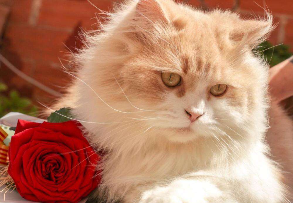 Katzenporträt mit Rose Diamond Painting helle Katze