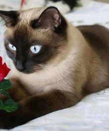 Katze mit roter Rose Diamond Painting Siamkatze