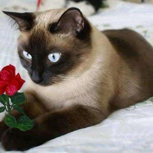 Katze mit roter Rose Diamond Painting Siamkatze