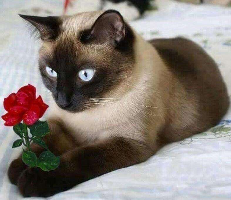 Katze mit roter Rose Diamond Painting Siamkatze