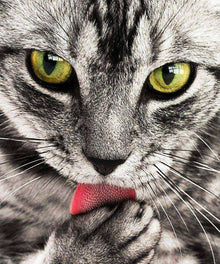Katze mit grünen Augen Diamond Painting Porträt