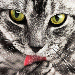 Katze mit grünen Augen Diamond Painting Porträt