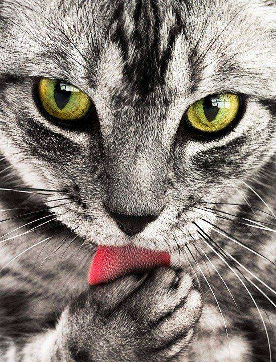 Katze mit grünen Augen Diamond Painting Porträt