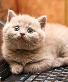 K\u00e4tzchen auf Laptop Diamond Painting flauschige Katze