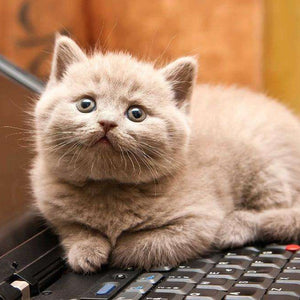 K\u00e4tzchen auf Laptop Diamond Painting flauschige Katze