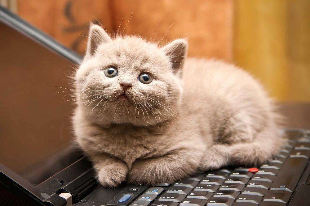 K\u00e4tzchen auf Laptop Diamond Painting flauschige Katze