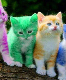 Farbige Kätzchen Diamond Painting mit vier Katzen