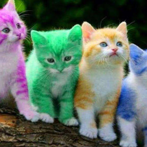 Farbige Kätzchen Diamond Painting mit vier Katzen