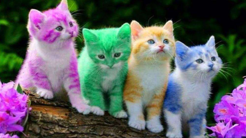 Farbige Kätzchen Diamond Painting mit vier Katzen