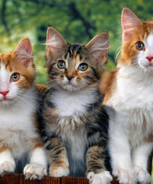 Katzen im Wald Diamond Painting drei Katzen