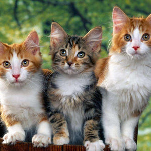 Katzen im Wald Diamond Painting drei Katzen