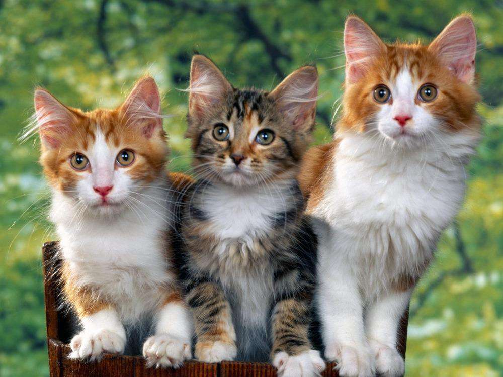 Katzen im Wald Diamond Painting drei Katzen