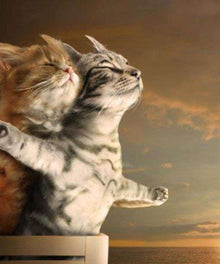 Katzen Titanic Diamond Painting