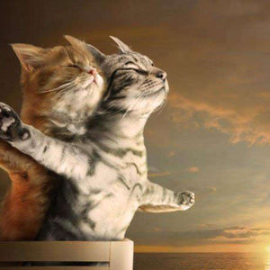 Katzen Titanic Diamond Painting