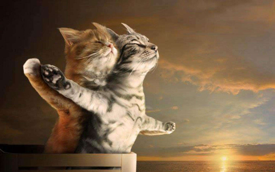 Katzen Titanic Diamond Painting