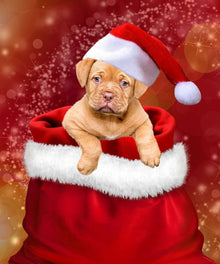 Weihnachtswelpe in Tasche Diamond Painting Hundemotiv