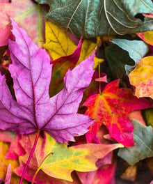 Farben des Herbstes Blätter Diamond Painting