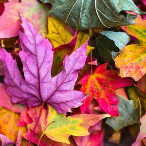 Farben des Herbstes Blätter Diamond Painting