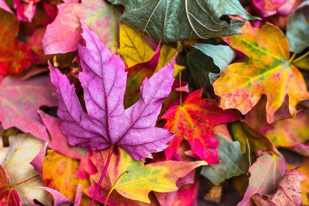 Farben des Herbstes Blätter Diamond Painting