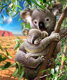 Koalabären Tierfamilie Natur Diamond Painting