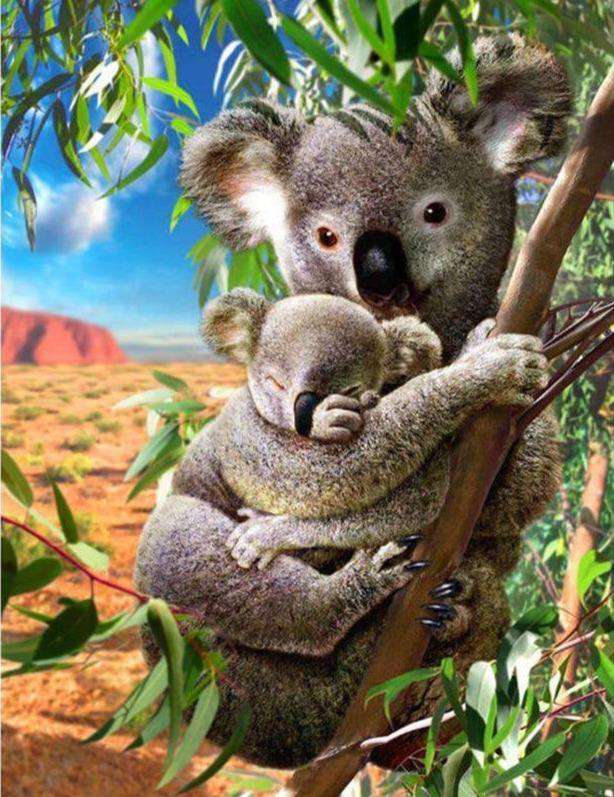 Koalabären Tierfamilie Natur Diamond Painting