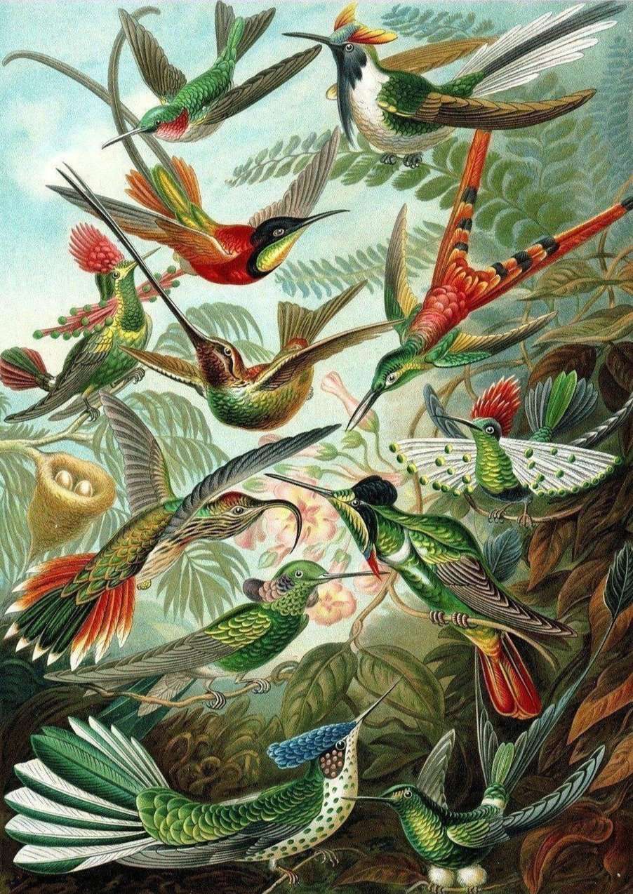 Kolibri Familie Vogelmotiv Diamond Painting