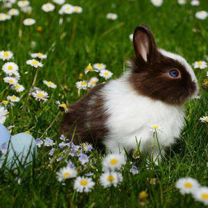 Kaninchen mit Gänseblümchen Diamond Painting