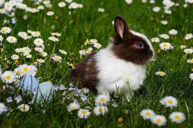 Kaninchen mit Gänseblümchen Diamond Painting