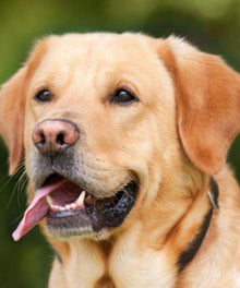 Labrador Hundeportrait Tiermotiv Diamond Painting
