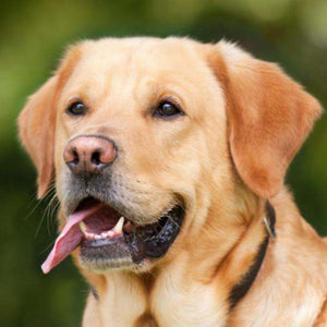 Labrador Hundeportrait Tiermotiv Diamond Painting