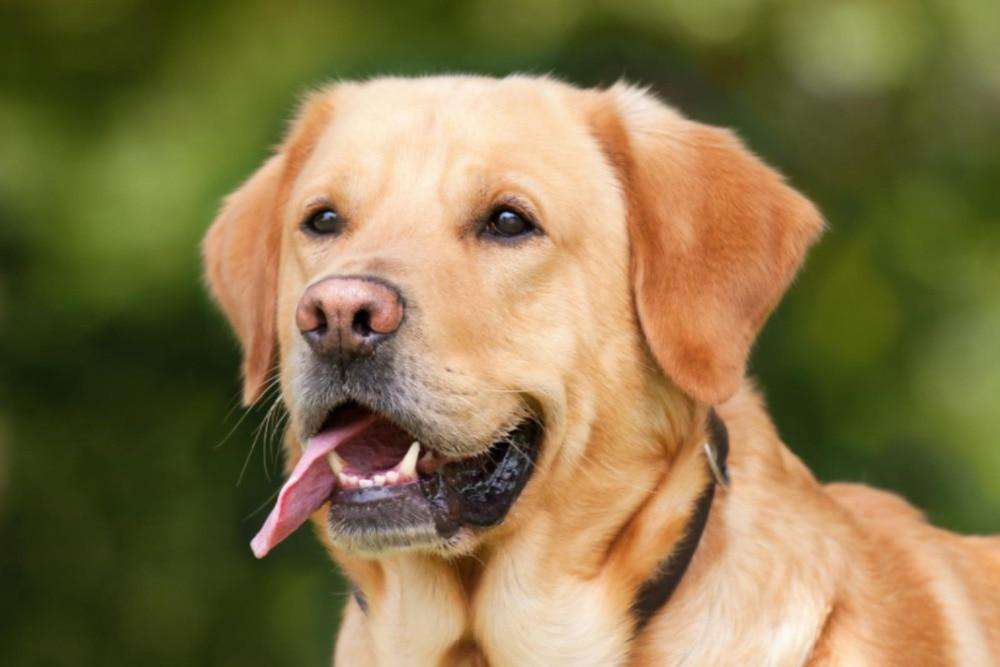 Labrador Hundeportrait Tiermotiv Diamond Painting