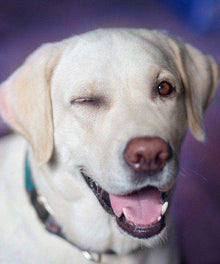 Zwinkernder Labrador Diamond Painting