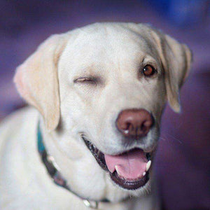 Zwinkernder Labrador Diamond Painting