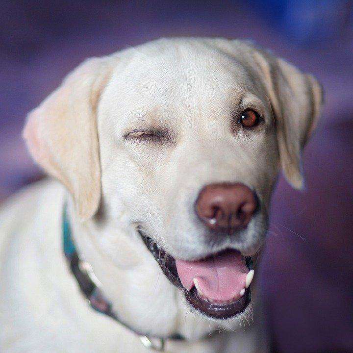 Zwinkernder Labrador Diamond Painting
