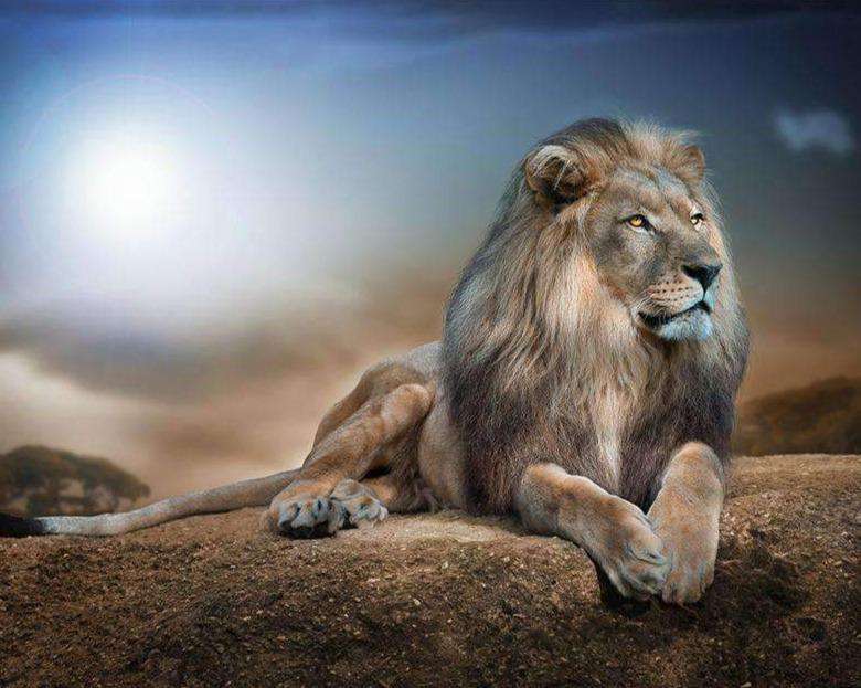 Löwe auf einem Felsen Diamond Painting