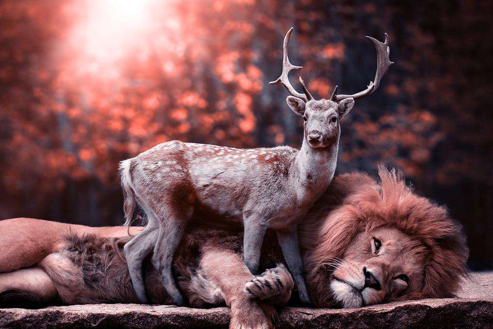 Löwe und Hirsch zusammen Diamond Painting