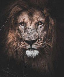 Mächtiger Löwe Tiermotiv Diamond Painting