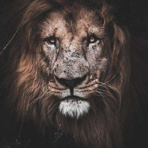 Mächtiger Löwe Tiermotiv Diamond Painting