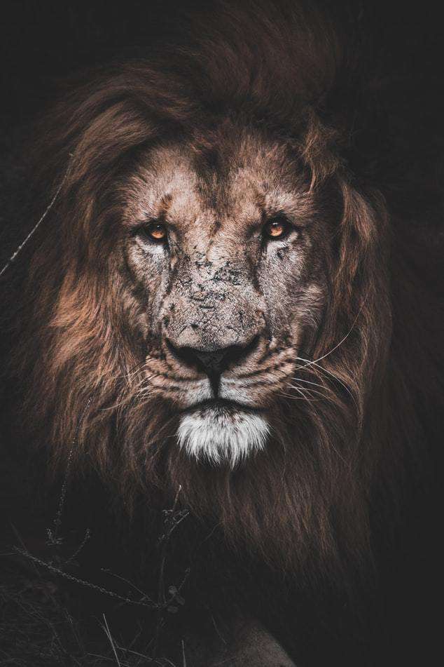 Mächtiger Löwe Tiermotiv Diamond Painting