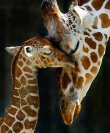Giraffenmutter mit Baby Diamond Painting