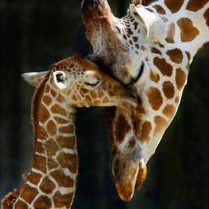 Giraffenmutter mit Baby Diamond Painting