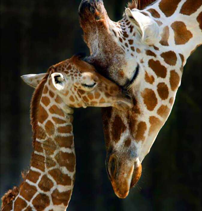 Giraffenmutter mit Baby Diamond Painting